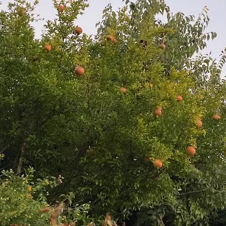 Tzitzifies * Kourouklata